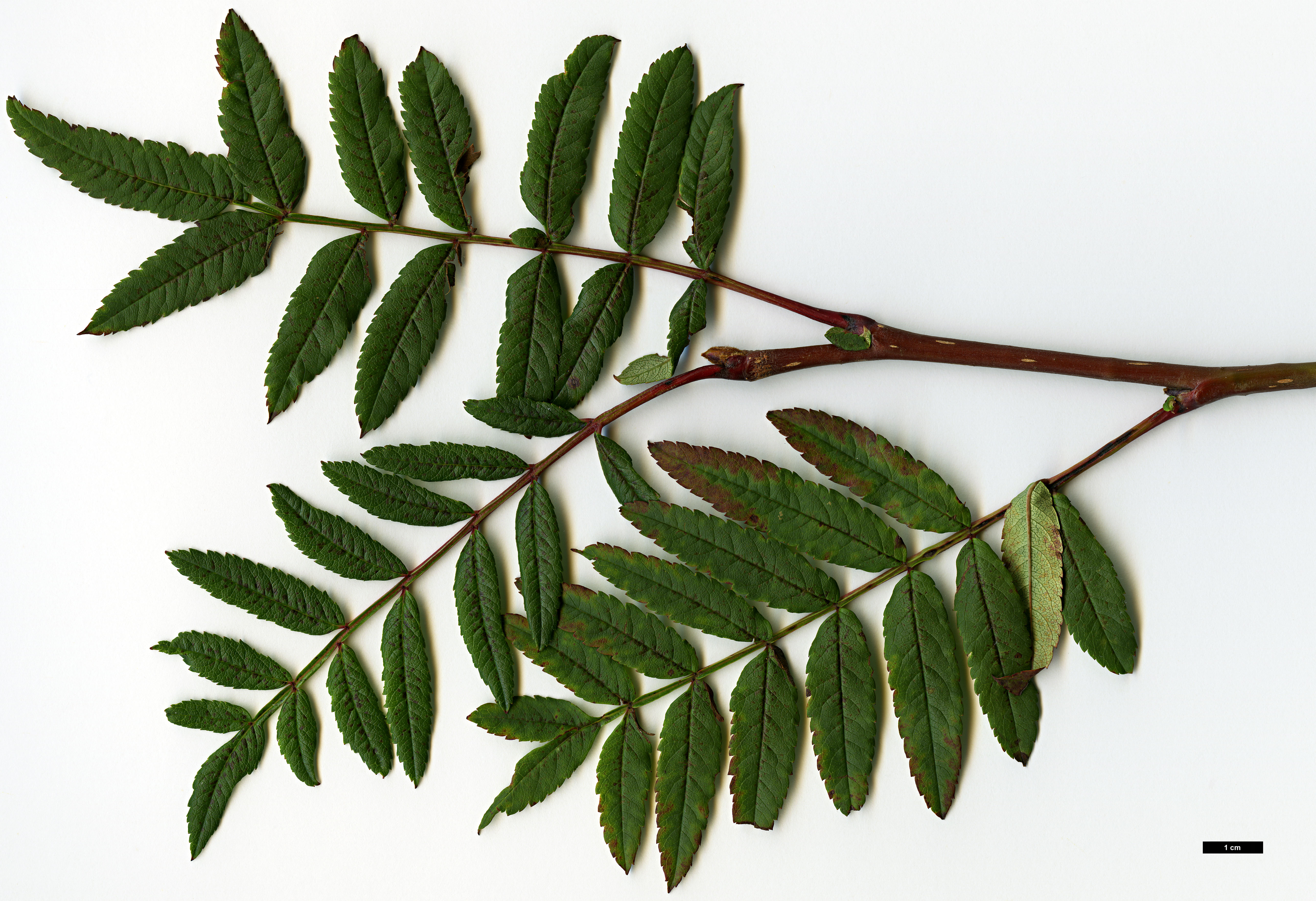 High resolution image: Family: Rosaceae - Genus: Sorbus - Taxon: KR 6445F (S. aff. rehderiana)